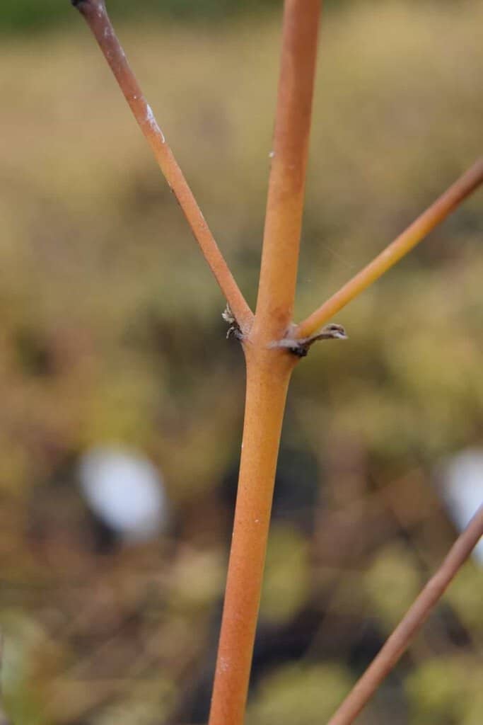 Cornus sanguinea 'Midwinter Fire' 40-60 cm